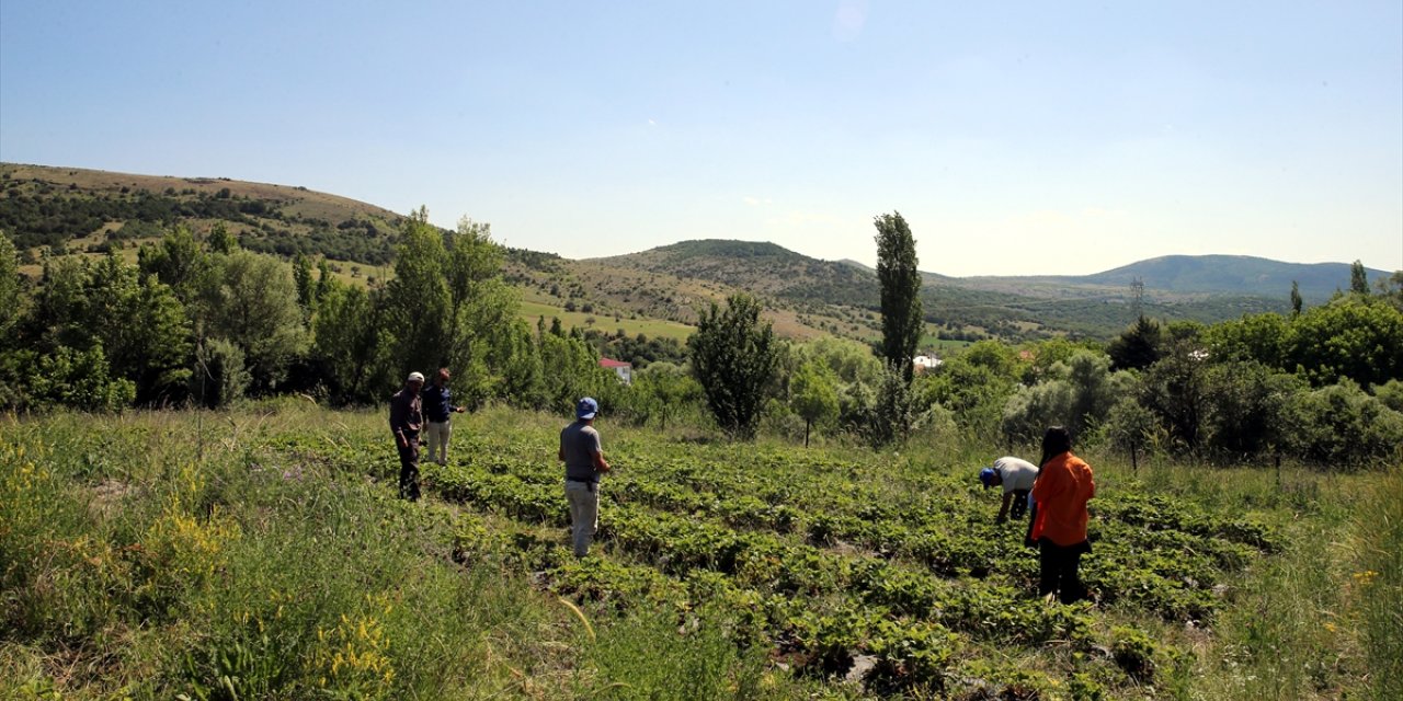 Tokat'ta hibe desteğiyle çilek üretimine başlayan çiftçi, talebe yetişmekte zorlanıyor