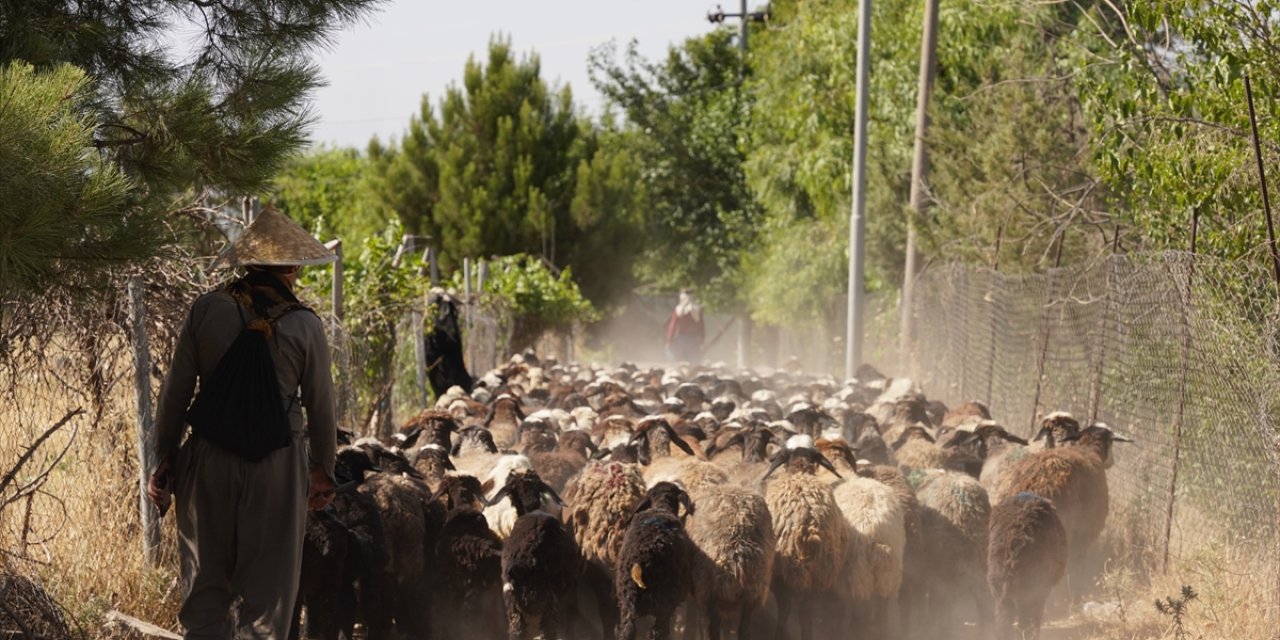 Irak'ta artan sıcaklar çobanları ve hayvanları zor durumda bırakıyor