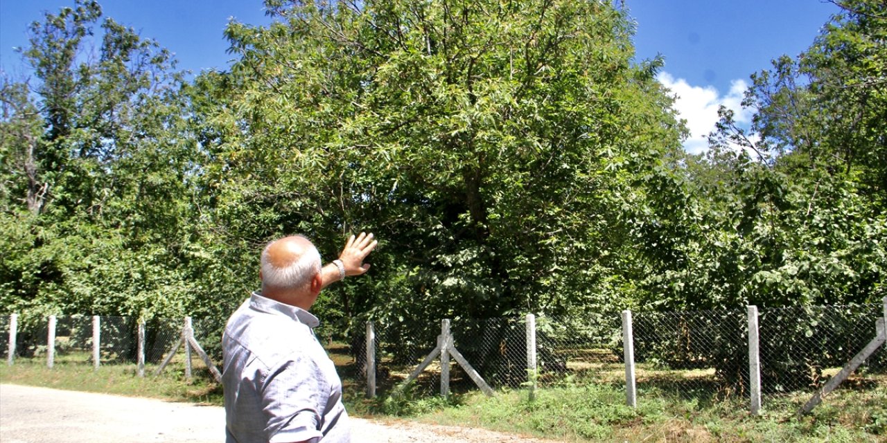 Sinop'ta mevsim şartları sayesinde kestanede verimli sezon bekleniyor