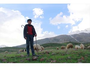 Çobanların ilkbahardaki zorlu mesaisi