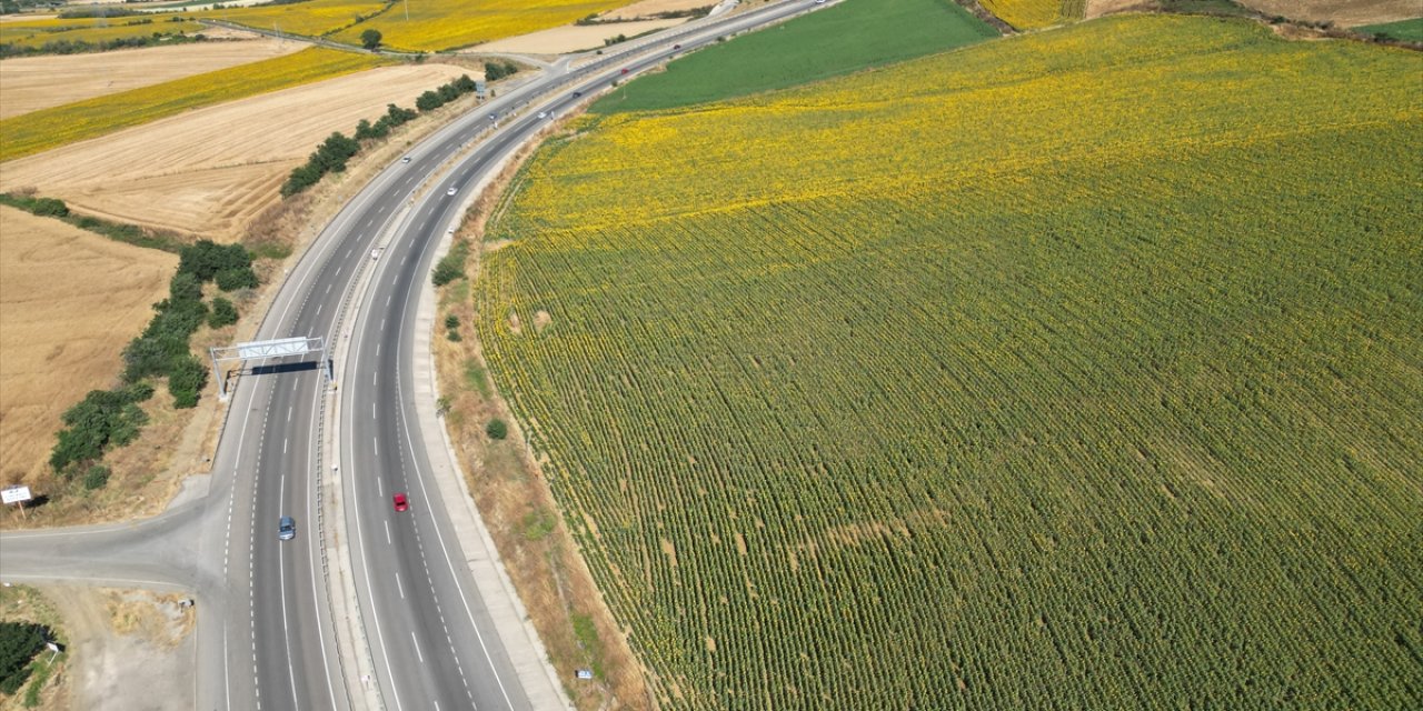 Tekirdağ'da ayçiçeği tarlaları sürücülere renkli manzara sunuyor