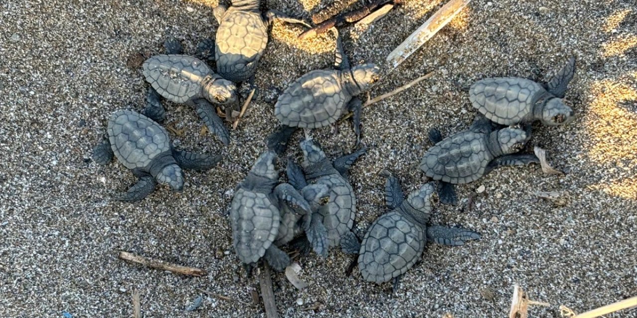 Alanya'da yuvalarından çıkan caretta caretta yavrularının denize yolculuğu görüntülendi