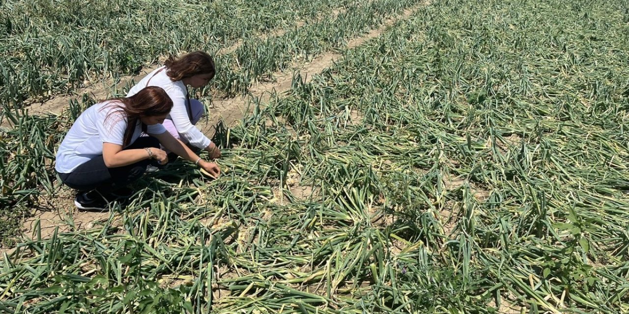 Çorum'da sağanak ve dolu nedeniyle 73 köydeki ekili araziler zarar gördü