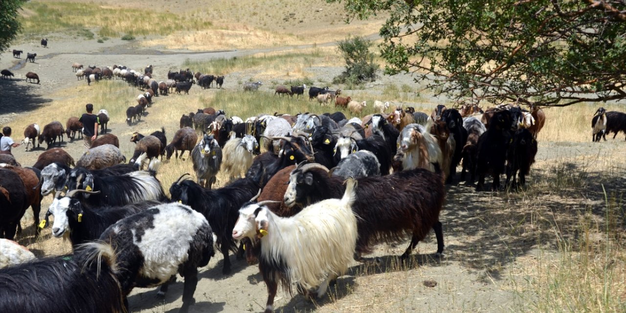 Muş'ta göçerlerin yayla mesaisi sürüyor