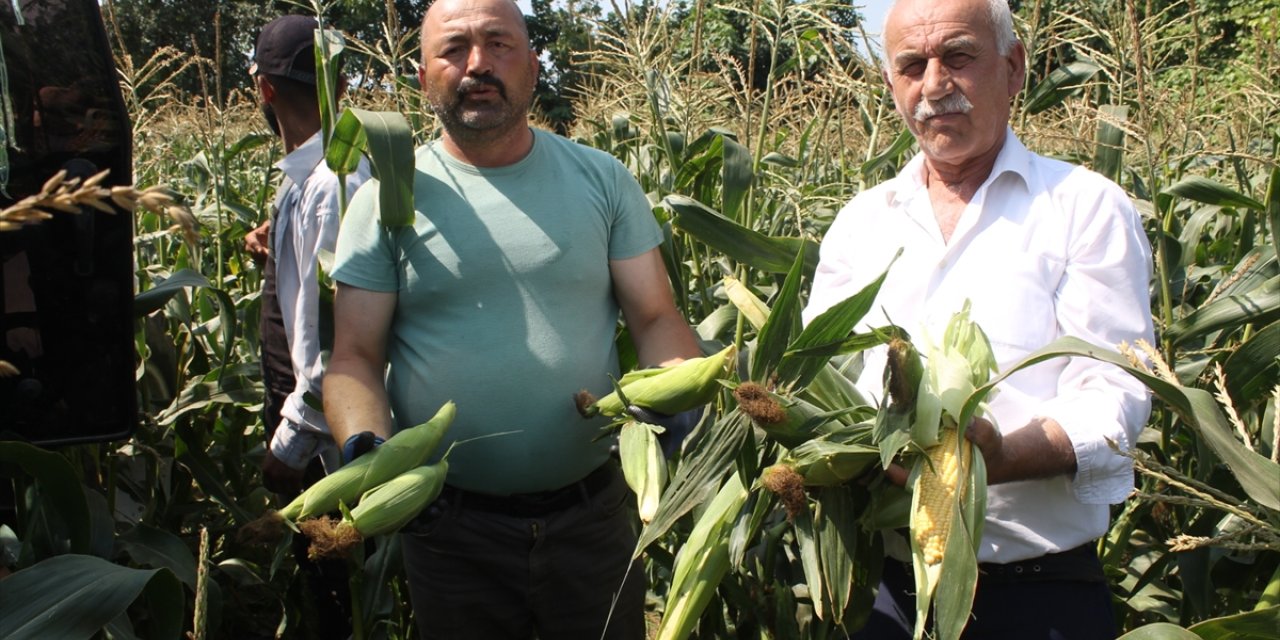 Bafra Ovası'nda mısır hasadı başladı