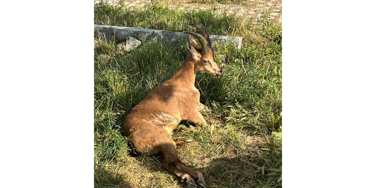 Ağrı'da araç çarpması sonucu yaralanan yaban keçisi tedaviye alındı