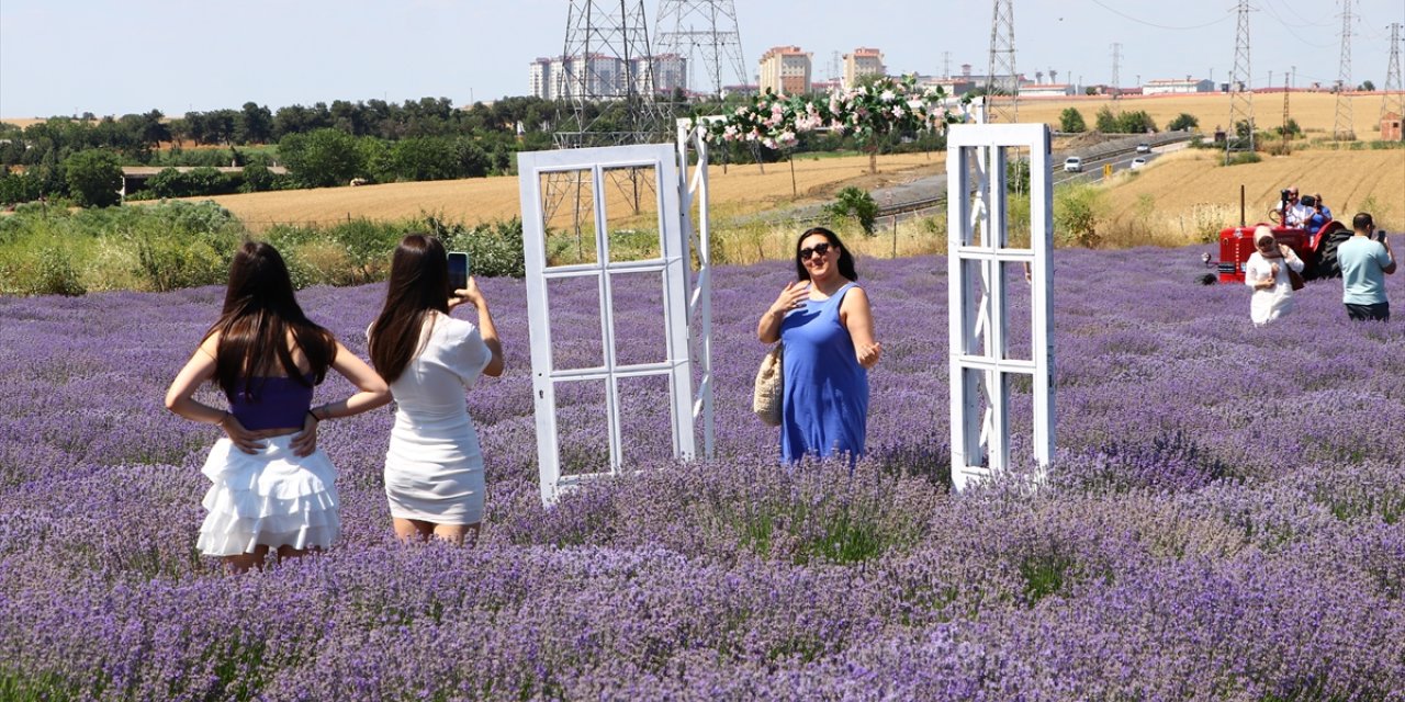 Tekirdağ'da turistlerin ilgi odağı haline gelen lavanta tarlaları çok sayıda ziyaretçiyi ağırladı