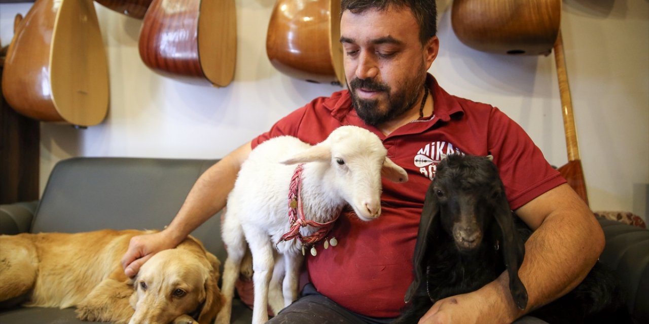 Bağlama ustasının yoldaşı, kuzu, köpek ve oğlak oldu