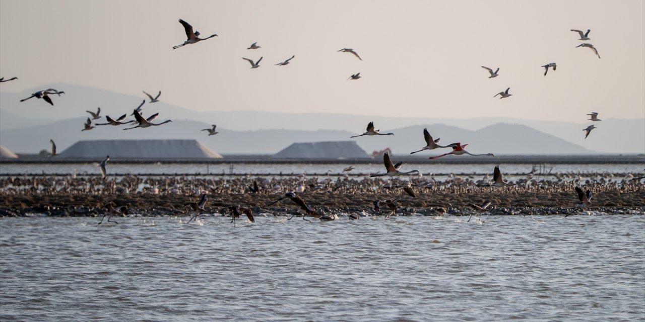 Flamingo adasının yeni sakinleri kıtalar arası uçuşa hazırlanıyor