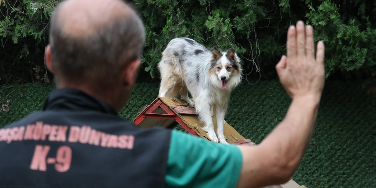 İşitme engelli köpek "Modlie" işaret komutlarıyla hareket ediyor