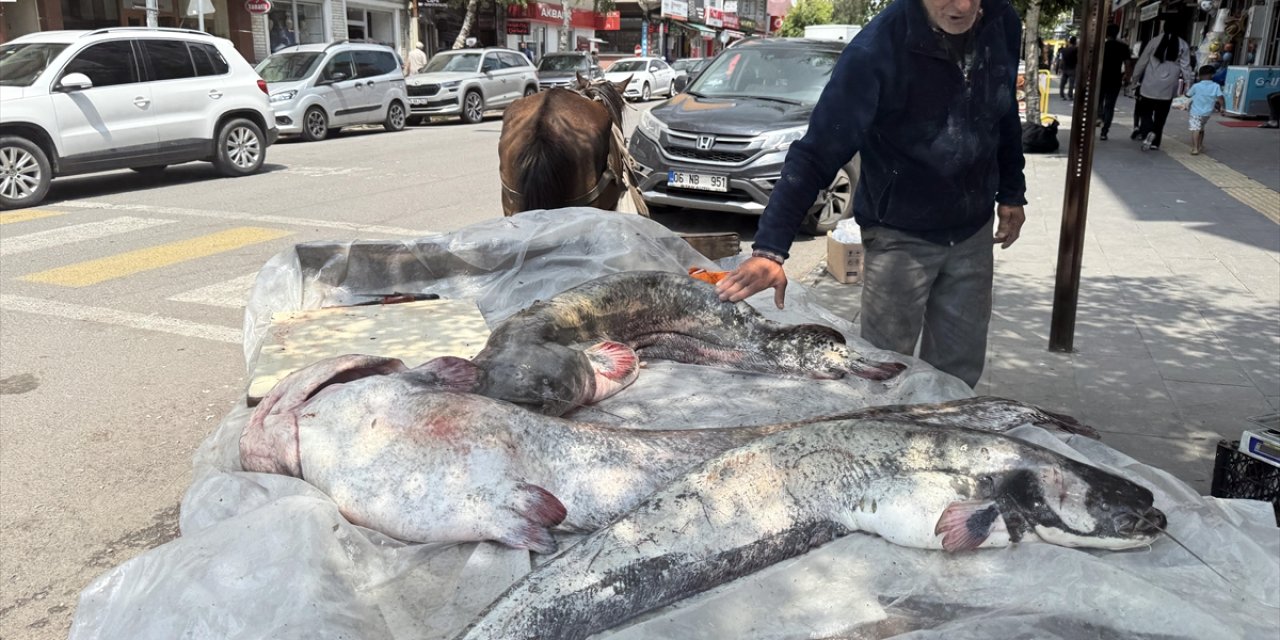 Kura Nehri'nde avlanan balıkçının ağına uzunluğu 1 metreyi aşan 3 yayın balığı takıldı