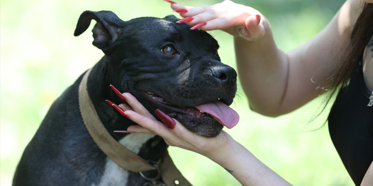 Bursa'da yangında dumandan etkilenen köpek "Tokyo" yaşam savaşını kazandı