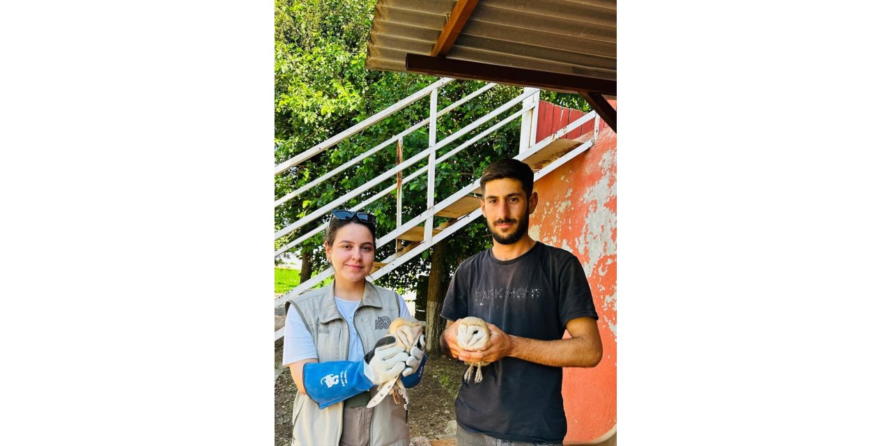 Şırnak'ta yaralı bulunan 2 peçeli baykuş tedavi edildi