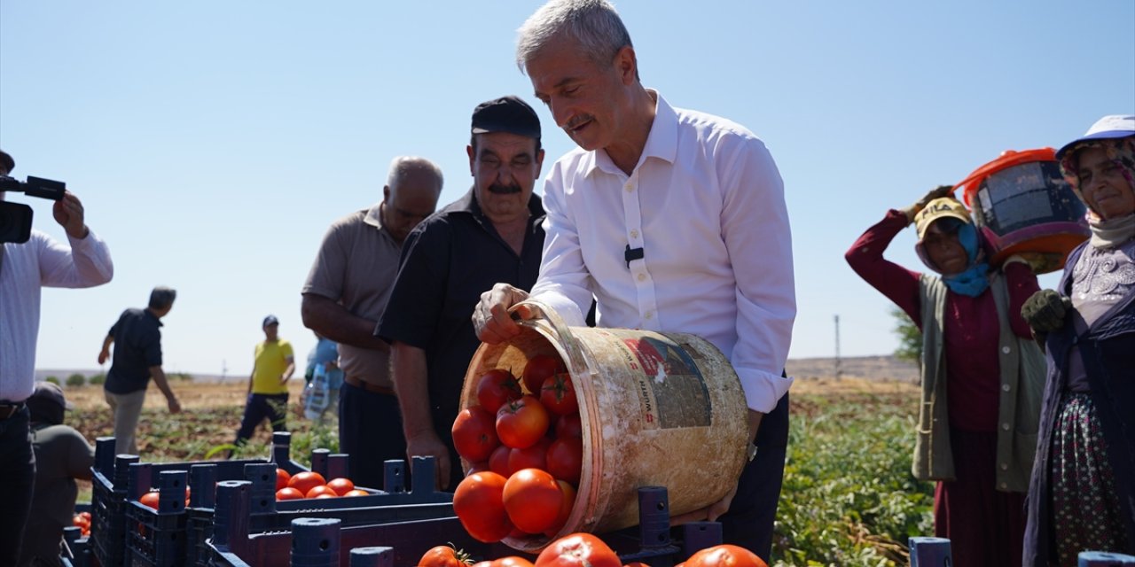 Gaziantep'te belediyenin üreticiye verdiği fidelerin ürünleri toplanıyor