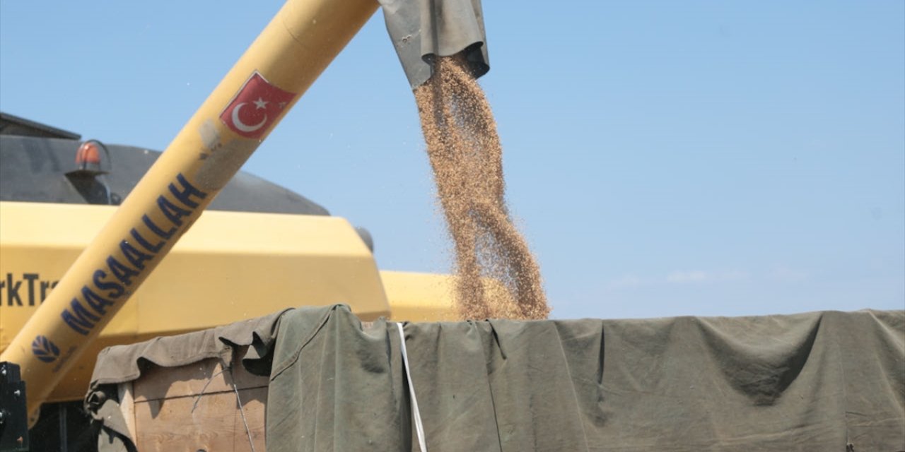 Bolu'da ilk kez ekilen "Ayten abla" buğdayının hasadı yapıldı