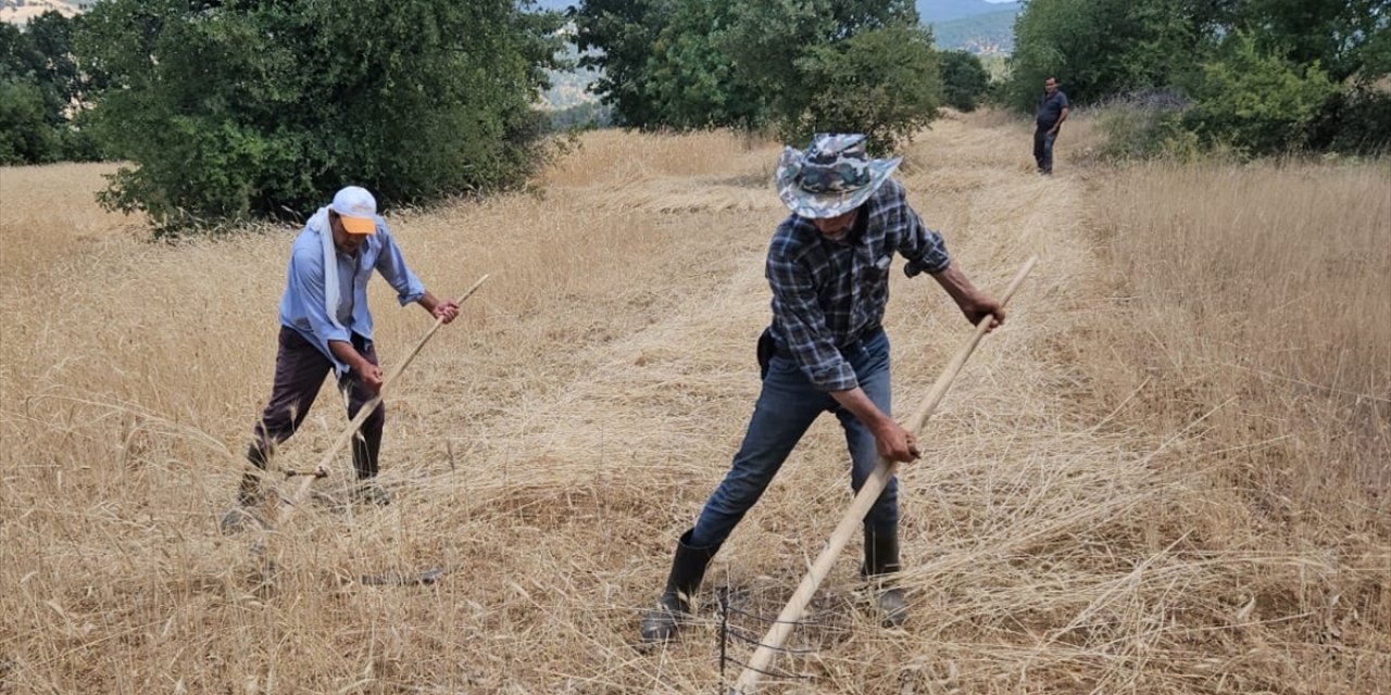 Manisa'daki engebeli arazilerde arpa ve buğday hasadı imeceyle yapılıyor