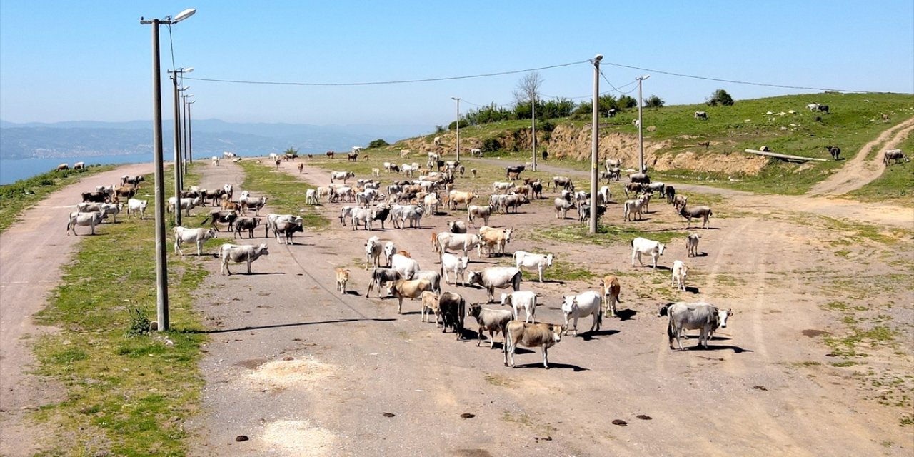 Yerli boz ırk sığırları sanayi kentinin kırsal mahallesinde yetiştiriyor