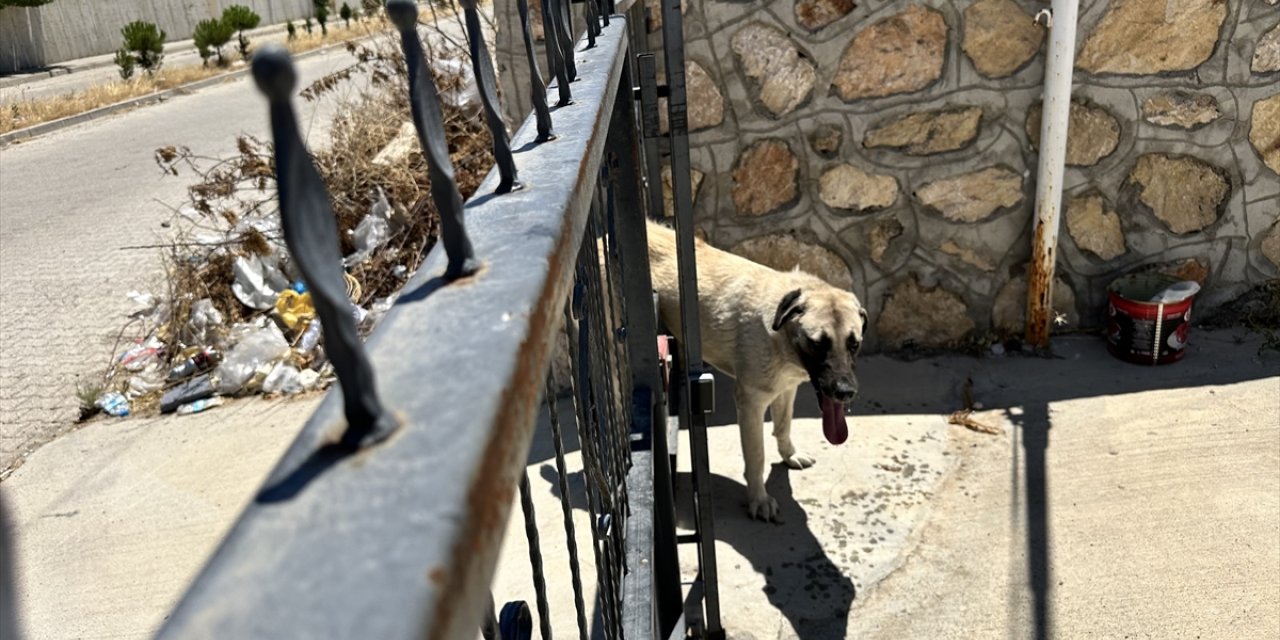 Adıyaman'da demir kapıya sıkışan köpek kurtarıldı