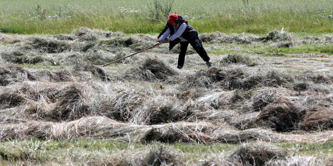 Ardahan'da ot biçme mesaisi başladı