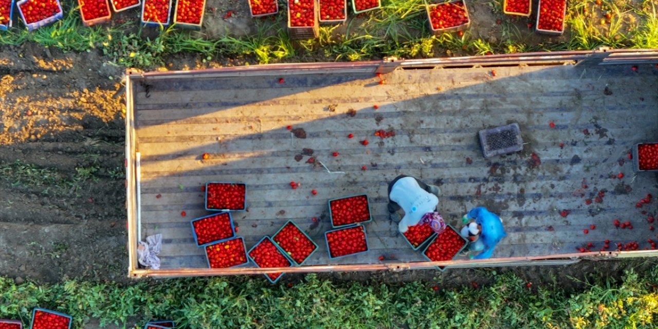 Salçalık domateste üretim artışı toptan fiyatları 2 liraya kadar düşürdü