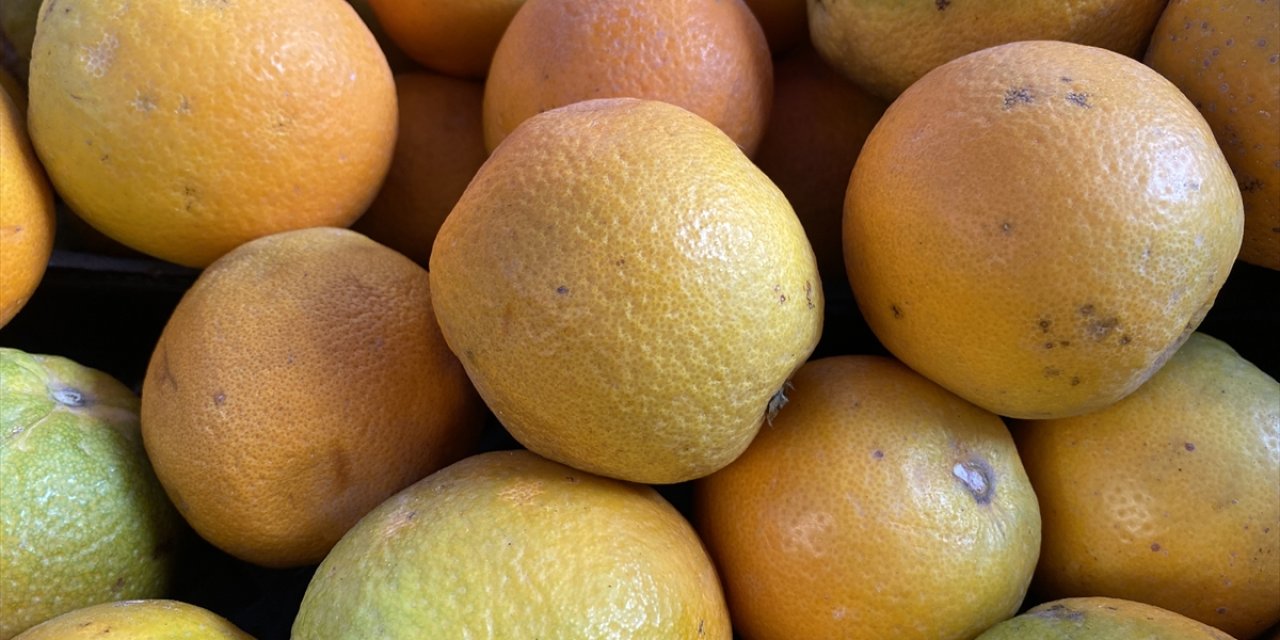 Türkiye'den yılın ilk yarısında 504 milyon 429 bin dolarlık turunçgil ihraç edildi