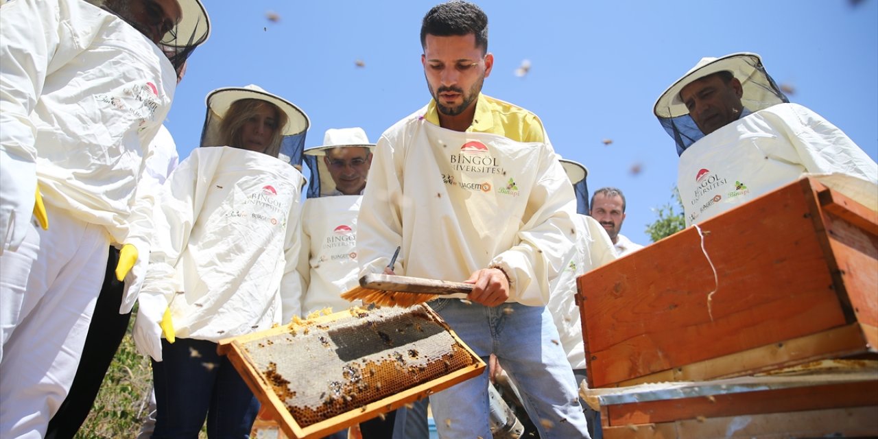 AB tescilli Bingöl balında hasat başladı