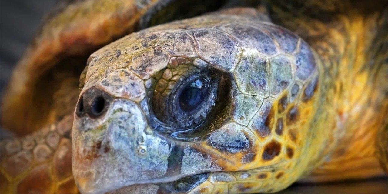 İzmir'de kıyıya vuran caretta caretta tedavi altına alındı