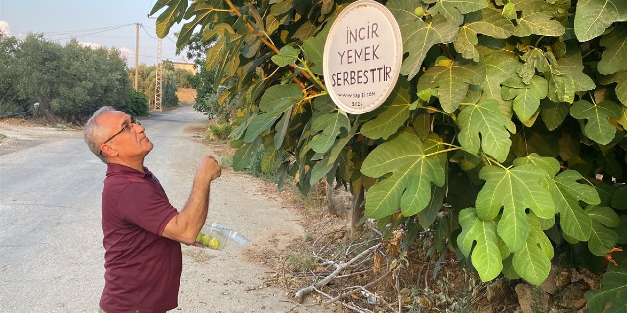 Antalyalı emekli, "incir yemek serbesttir" yazısıyla ikramda bulunuyor