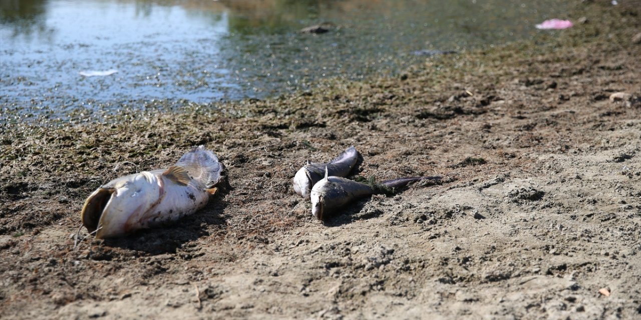 Edirne'de su seviyesi düşen gölette oksijensiz kalan balıklar öldü