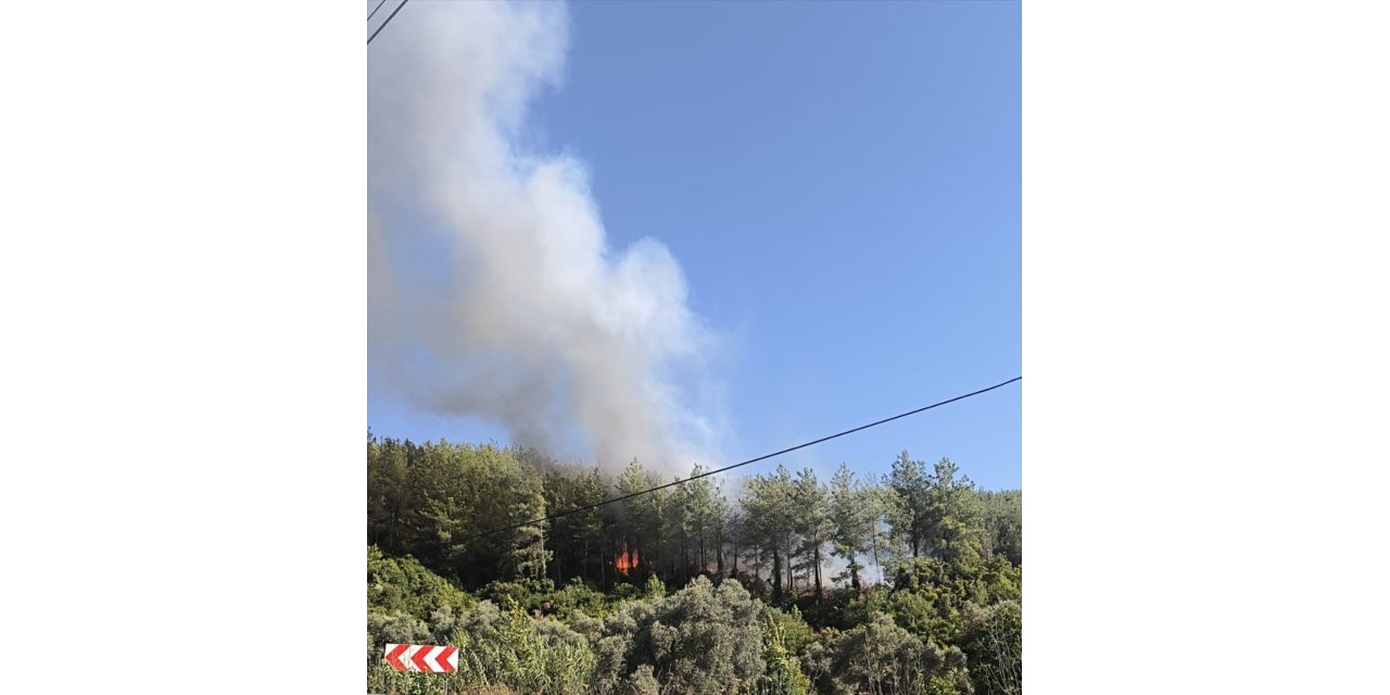 Muğla'nın Milas ilçesinde orman yangını çıktı