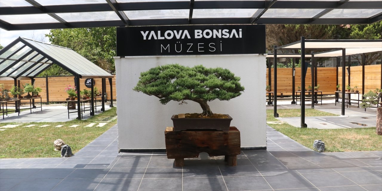 Uzak Doğu'nun minyatür ağaç kültürü Yalova'daki bonsai müzesinde yaşatılıyor