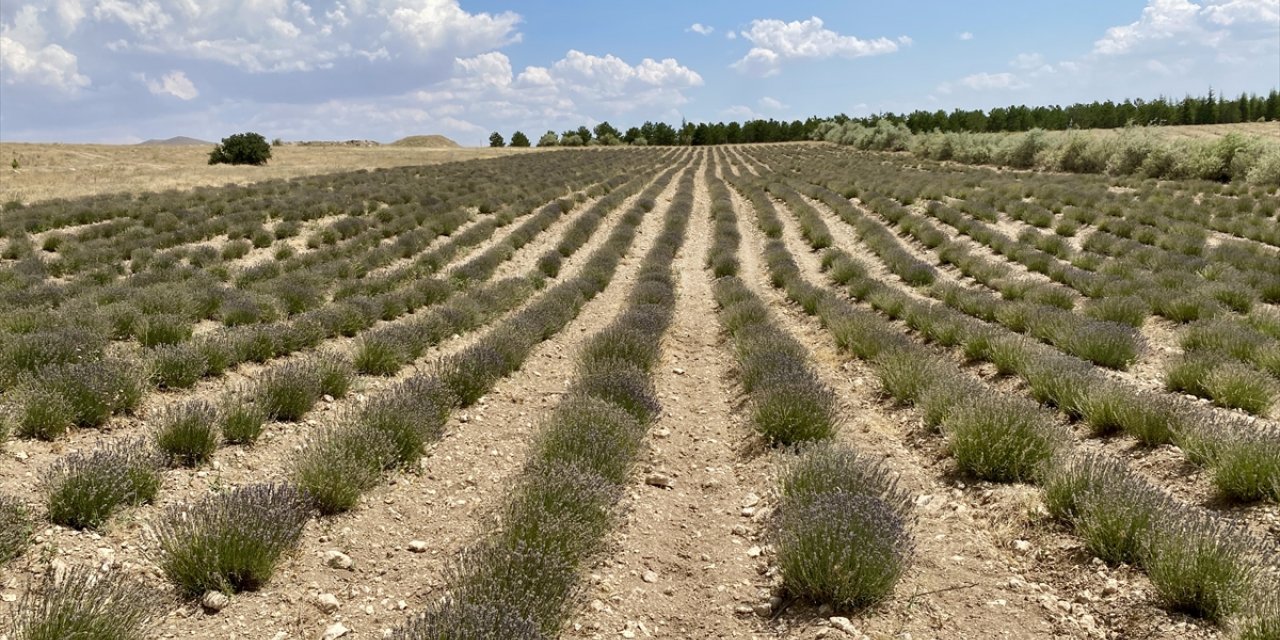 Deneme bahçelerinde yetiştirilen tıbbi aromatik bitkiler, orman köylülerine gelir getirecek