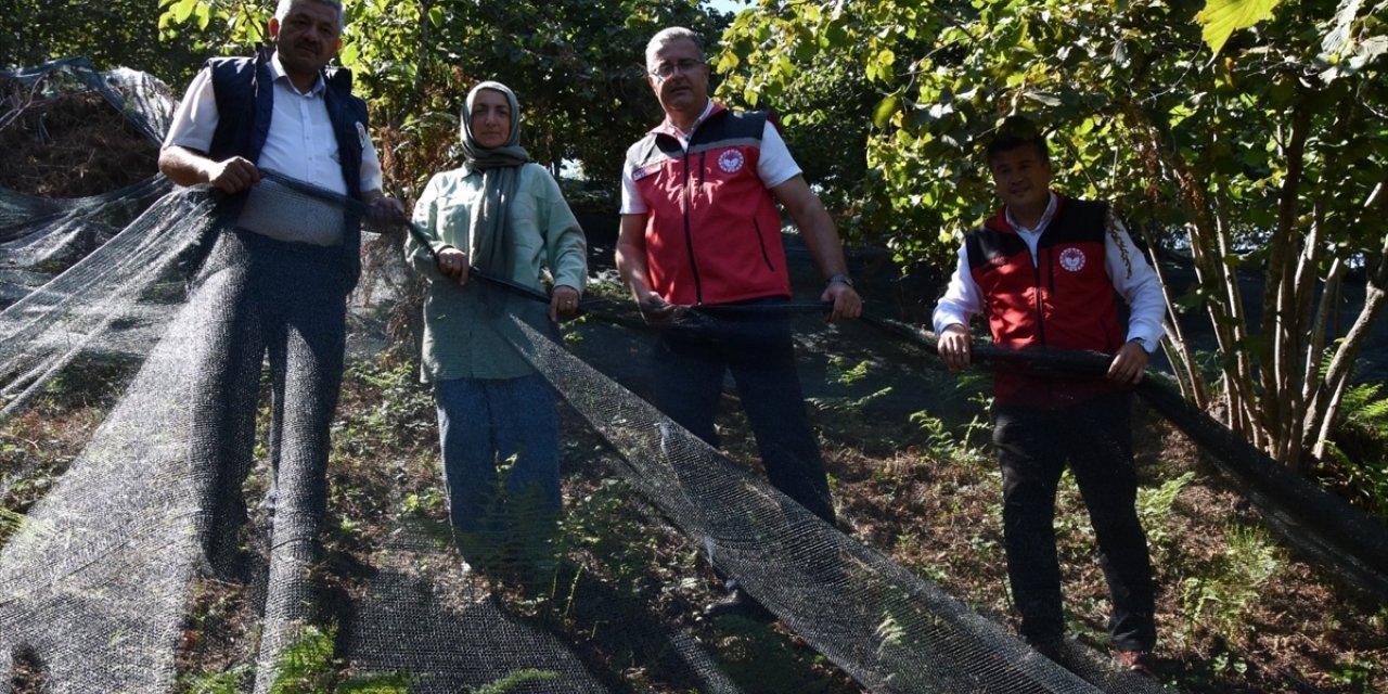 Ordu'da file örtü serilerek yapılan fındık hasadı yaygınlaşmaya başladı