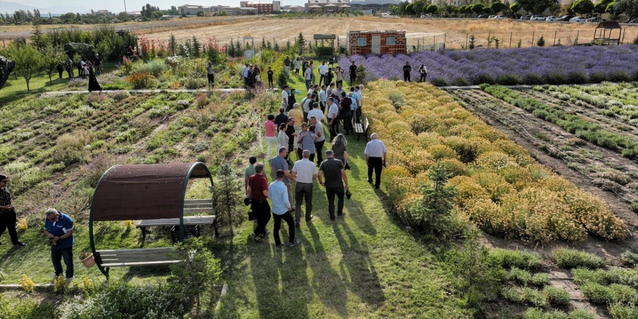 Van'da akademisyenlerin yetiştirdiği tıbbi ve aromatik bitkilerin hasadı yapıldı