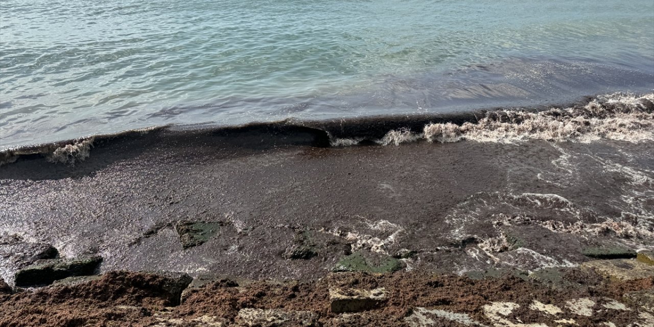 Tekirdağ'da poyraz nedeniyle sahilde kırmızı yosun birikti