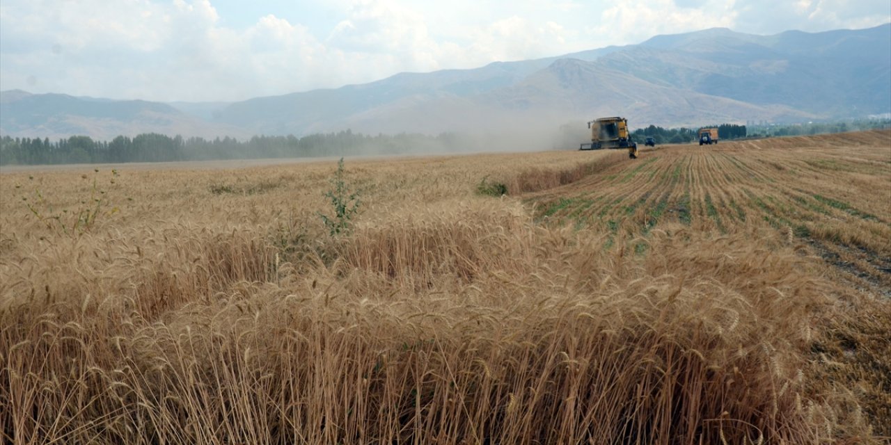 Diyarbakırlı biçerdöver operatörleri Muş'taki buğday tarlalarında mesaide