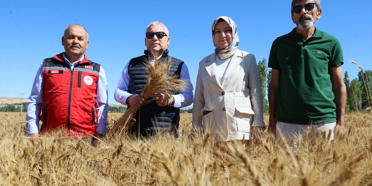 Sivas'ta buğday hasadı başladı