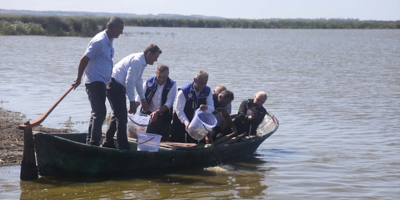 Samsun'da 3 milyon 5 bin sazan yavrusu suya bırakıldı