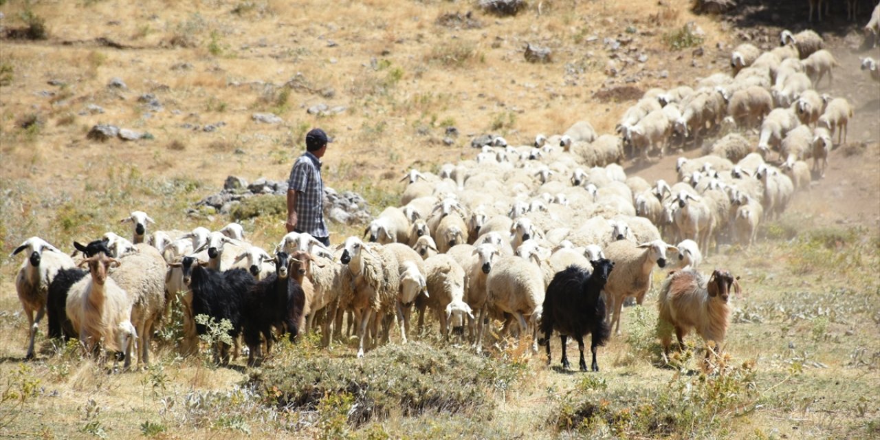 Depremden etkilenen Malatya'da devlet desteğiyle hayvancılık gelişiyor