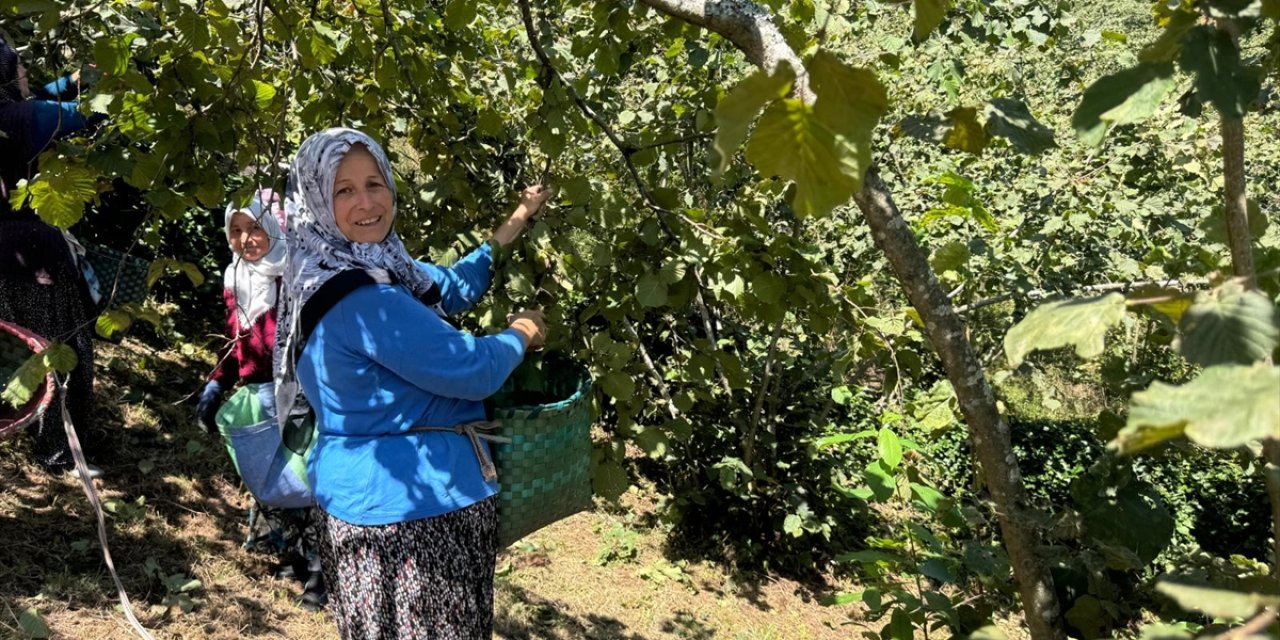 Giresun'da üreticiler fındık hasadına başladı