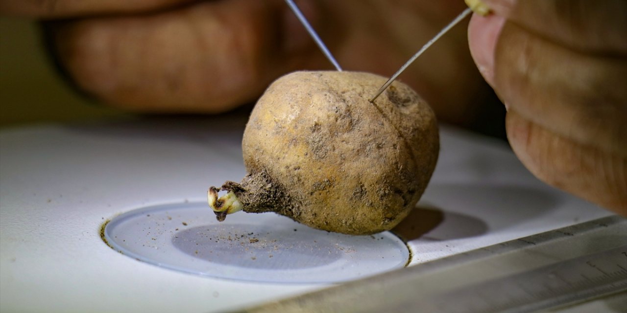 Van'da ele geçirilen 2 bin 900 salep yumrusu koruma altına alındı