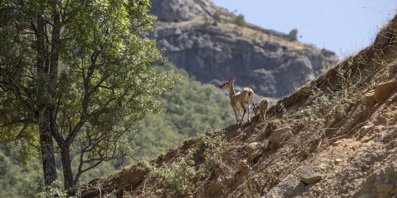 Tunceli'de koruma altındaki yaban keçileri yavrularıyla görüntülendi