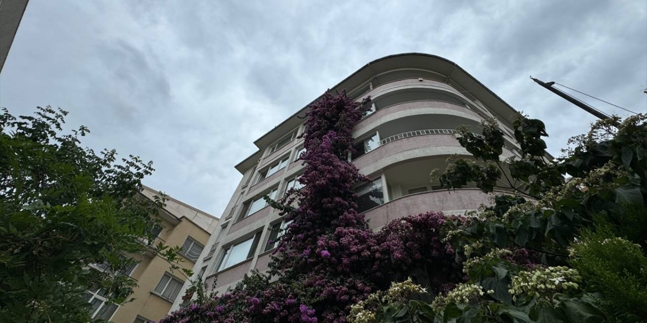 Şişli'de 5 katlı apartmanın çatısına kadar uzanan begonvil görenleri hayran bırakıyor