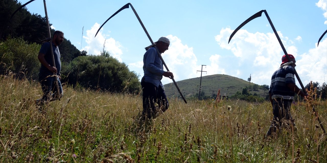 Sarıkamışlı çiftçiler közde çay ve türküler eşliğinde ot biçme mesaisinde