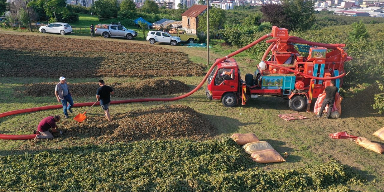 Ordu'da fındık hasadını tamamlayan üreticiler patoz mesaisinde