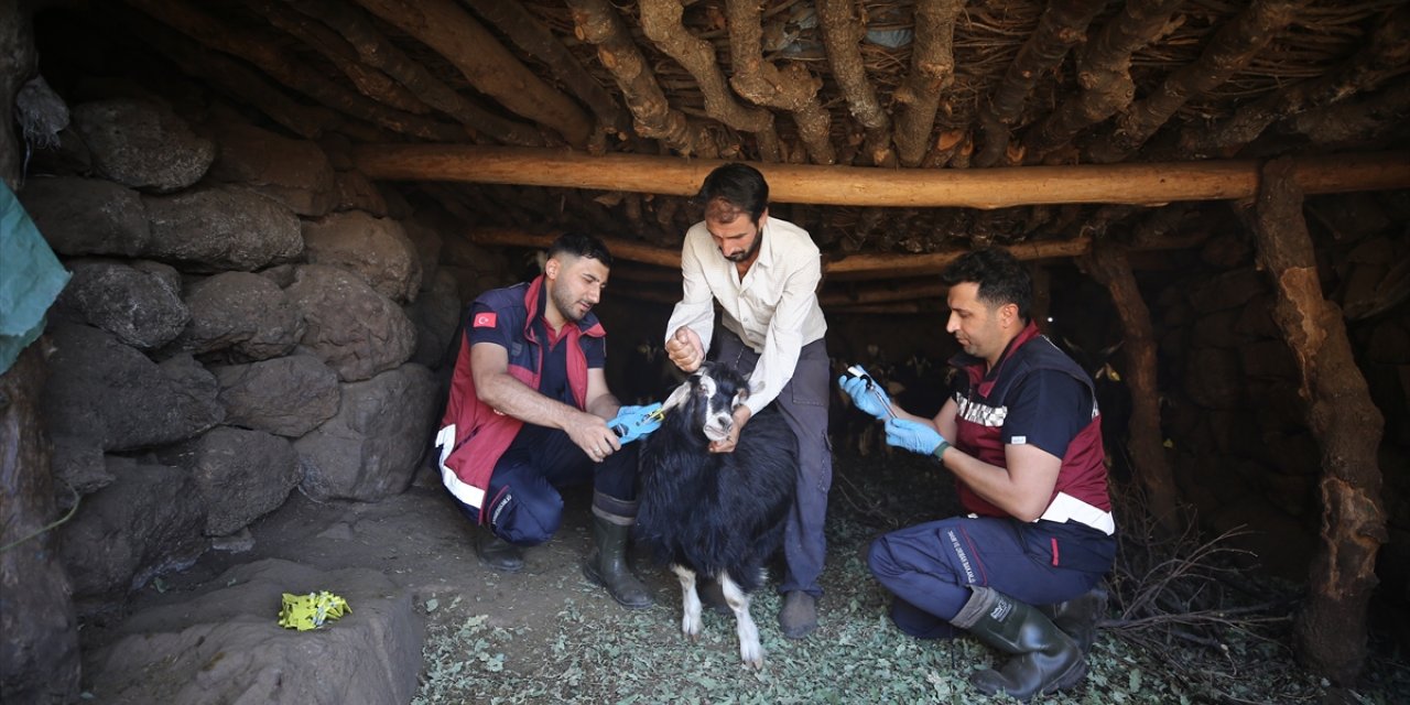 Bingöl'de veterinerler kilometrelerce yürüyüp yaylalarda küçükbaş hayvanları aşılıyor