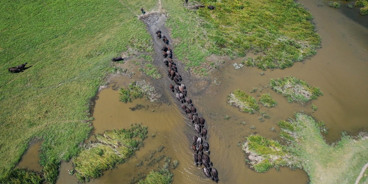 Afrika savanaları değil Mustafakemalpaşa