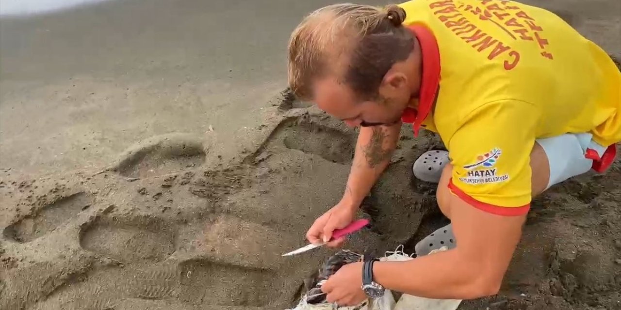 Hatay'da çuvala dolanan caretta caretta yavrusu kurtarıldı