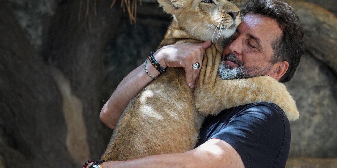 Annelerinin reddettiği beyaz aslan 3 yaşını doldururken kahverengi aslan 5 aylık oldu