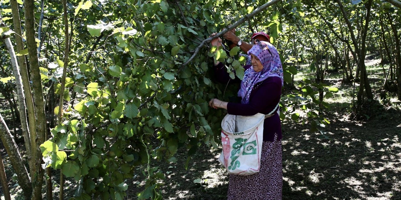 Giresun'da "Fındık Hasat Şenliği" düzenlendi